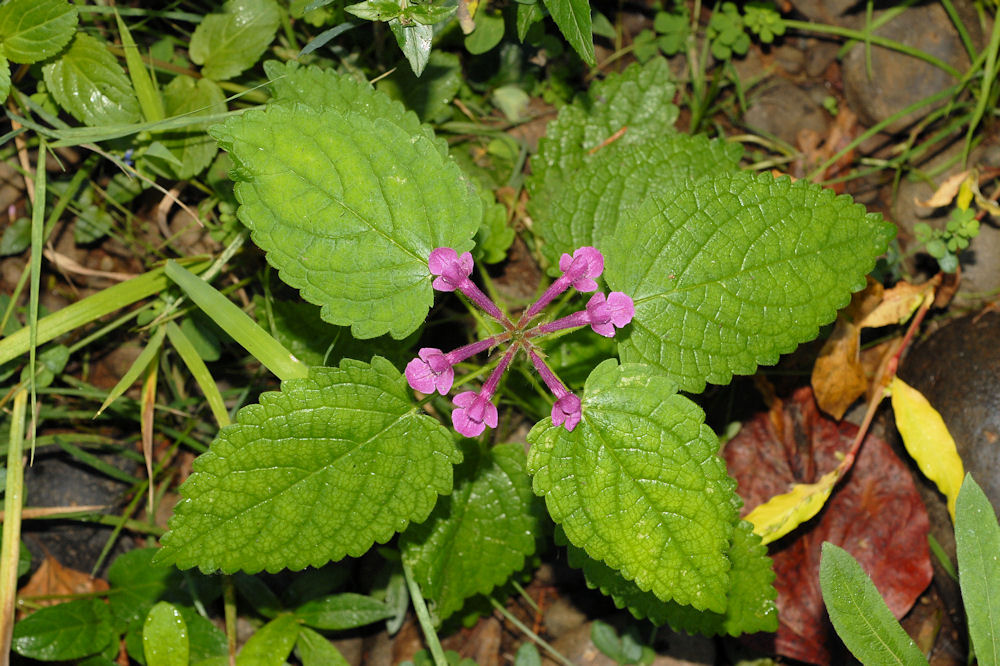 Cooley's Hedge-Nettle