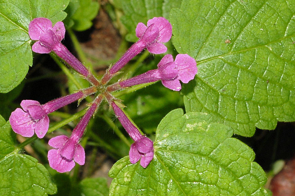 Cooley's Hedge-Nettle