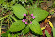 Hedge-Nettle, Cooley's