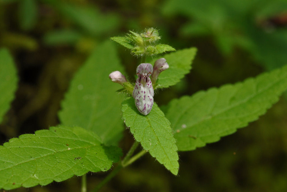 Marsh Hedge-Nettle