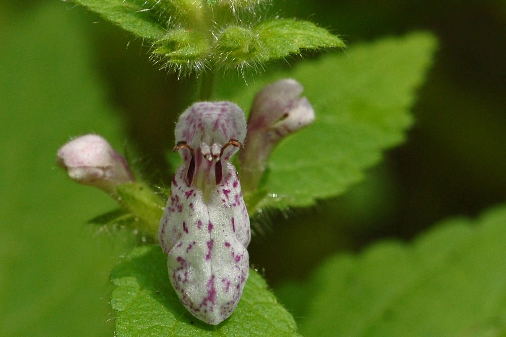 Marsh Hedge-Nettle