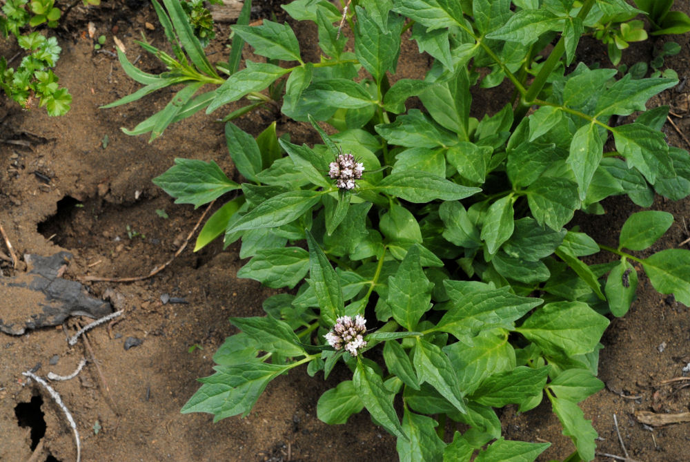 Mountain Heliotrope