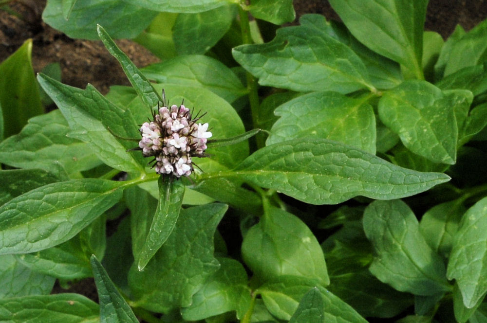 Mountain Heliotrope