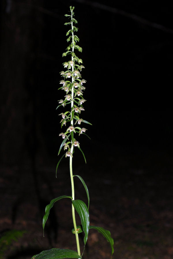 Broad Leaved Helleborine 