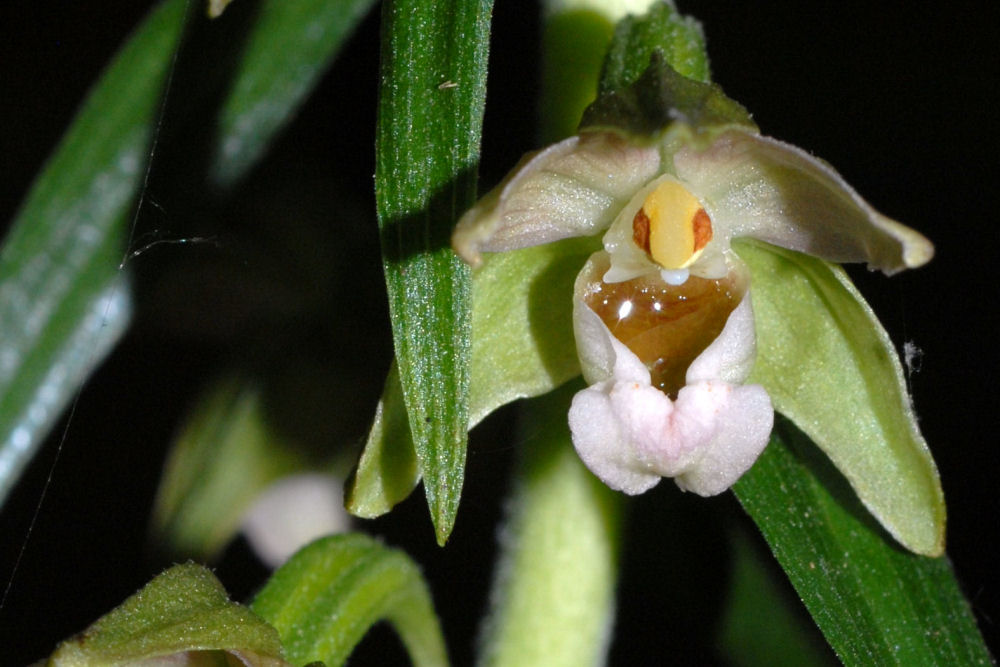 Broad Leaved Helleborine 