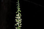 Helleborine, Broad Leaved