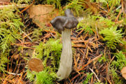 Helvella, Fluted Black