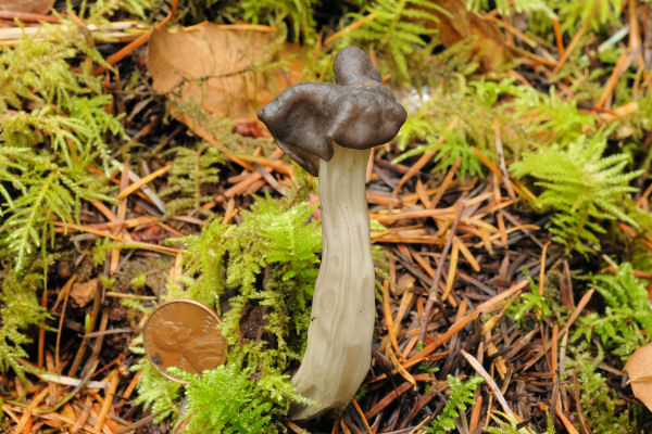 Fluted Black Helvella