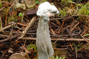 Helvella, Fluted White