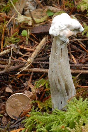 Fluted White Helvella