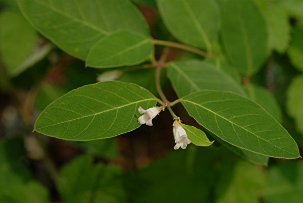 Indian Hemp