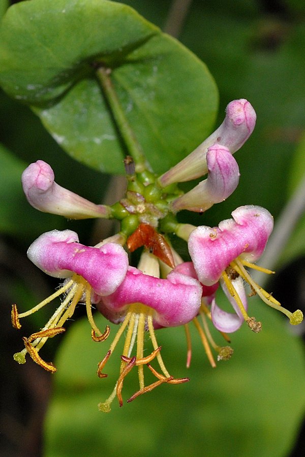 Hairy Honeysuckle 