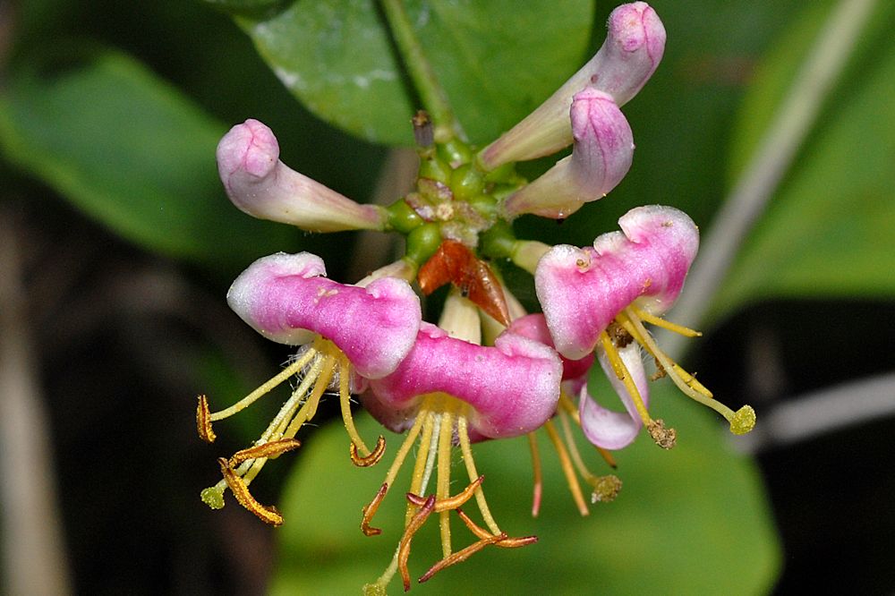 Hairy Honeysuckle 