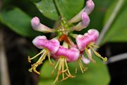 Honeysuckle, Hairy