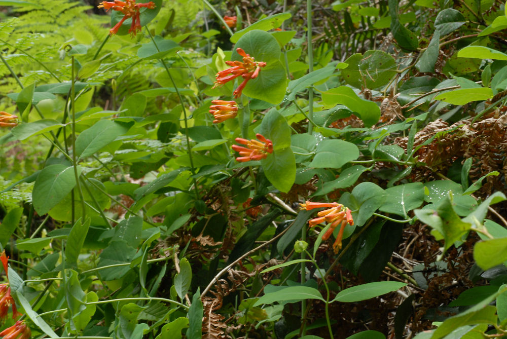 Western-trumpet Honeysuckle 