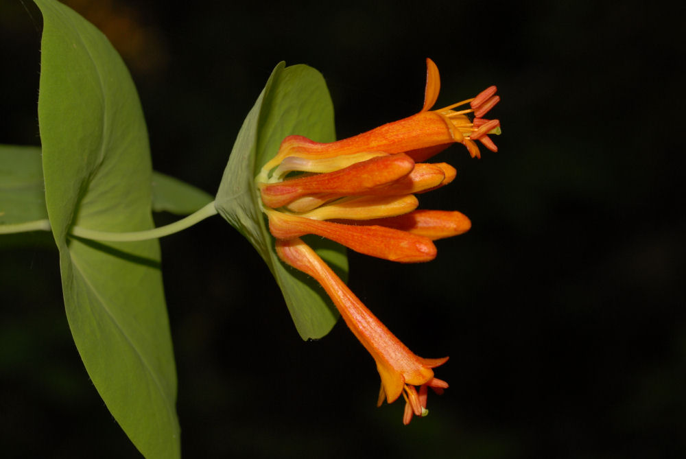 Western-trumpet Honeysuckle 