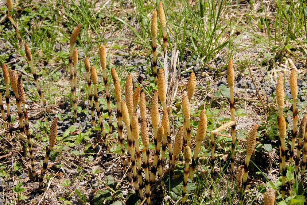 Common Horsetail