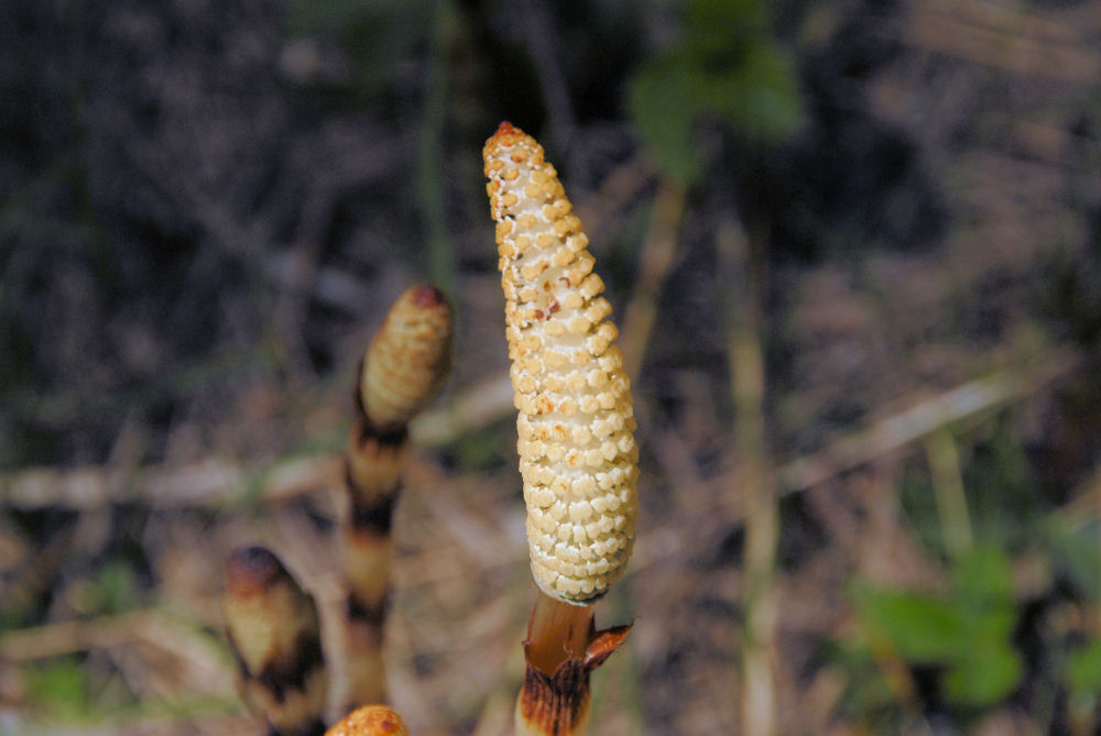 Common Horsetail