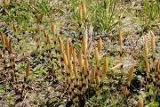 Horsetail, Common