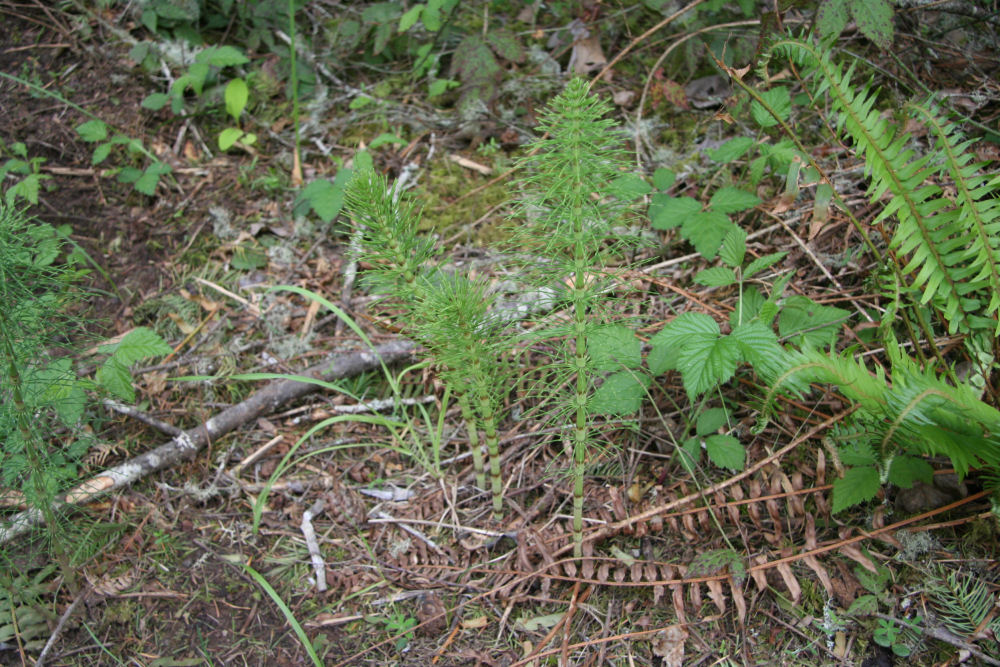 Giant Horsetail 