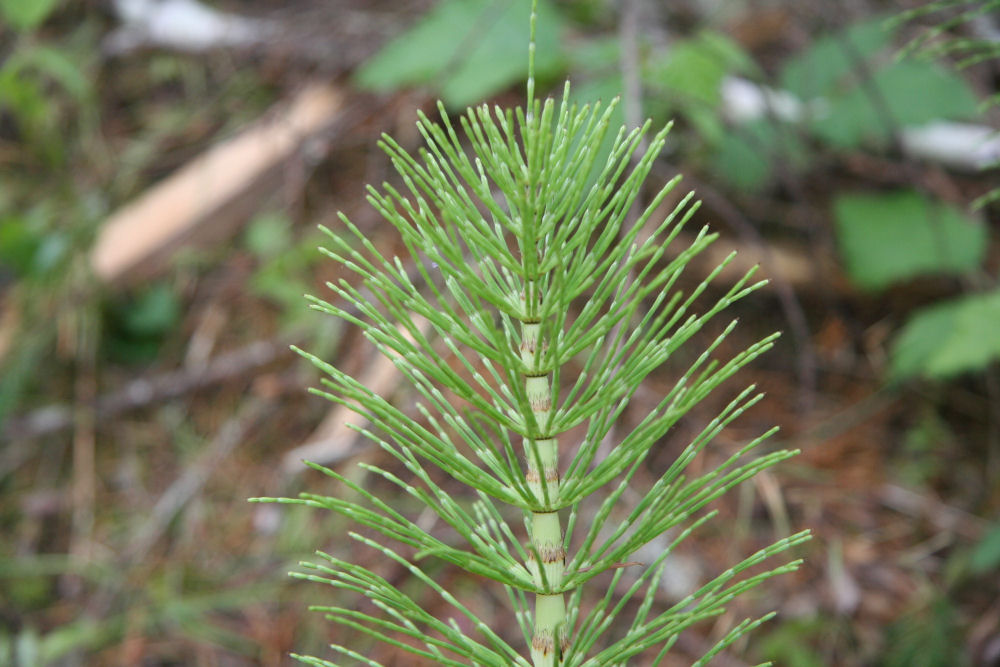 Giant Horsetail 