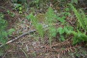 Horsetail, Giant