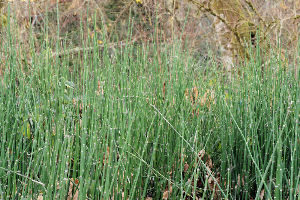 Scouring Rush Horsetail 