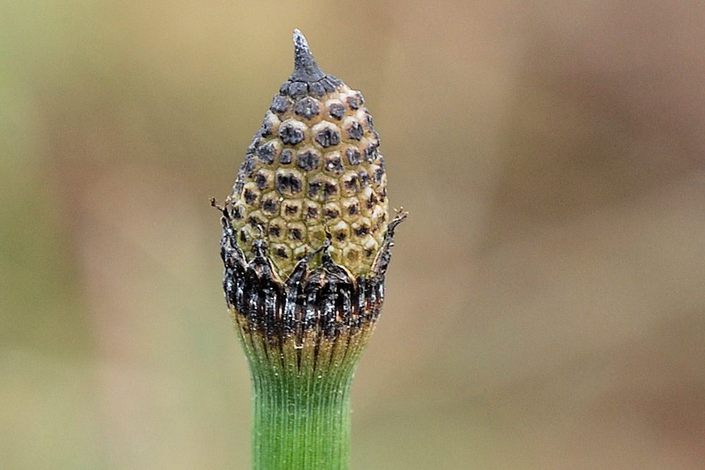 Scouring Rush Horsetail 