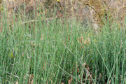 Horsetail, Scouring Rush