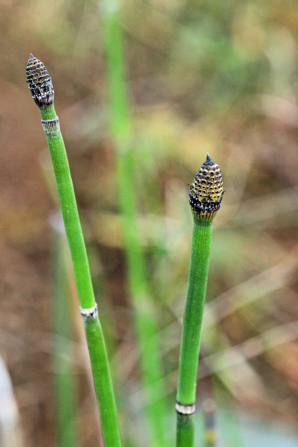 Scouring Rush Horsetail 