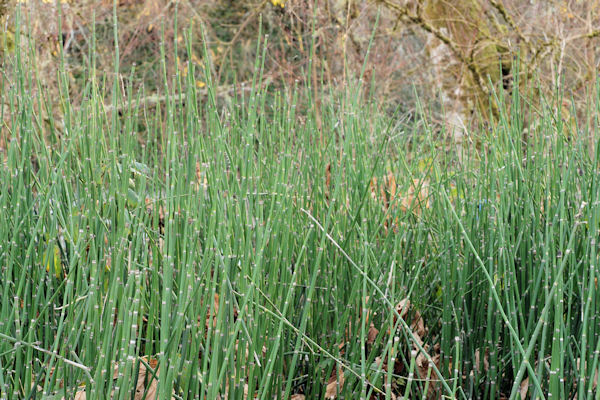 Scouring Rush Horsetail