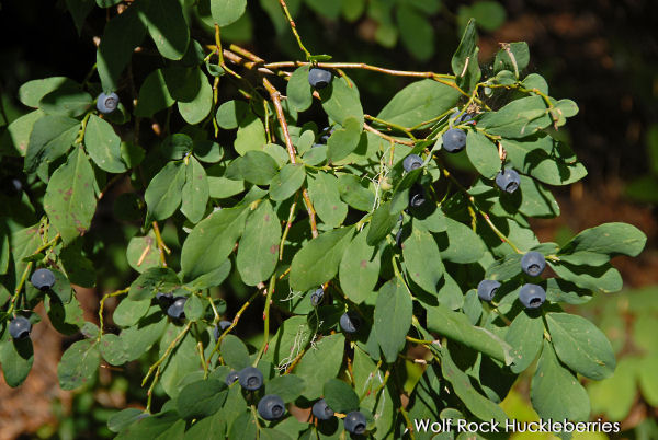 Blue Huckleberry