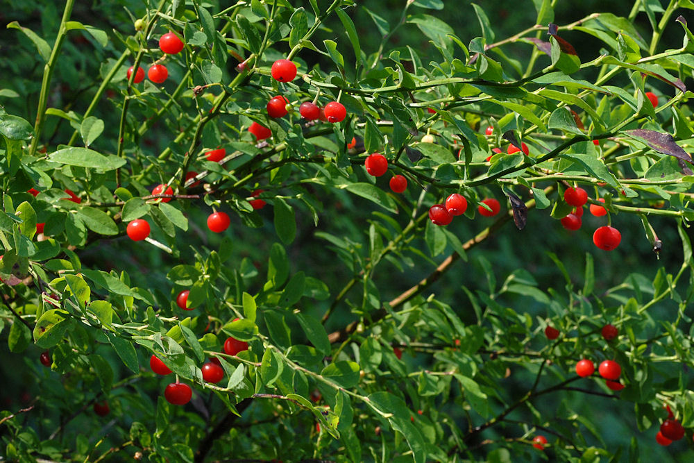 Red Huckleberry