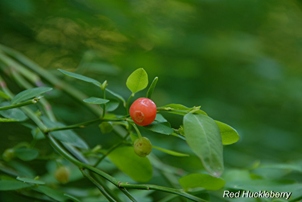 Red Huckleberry