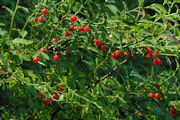 Huckleberry, Red