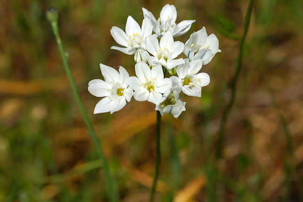 White Hyacinth