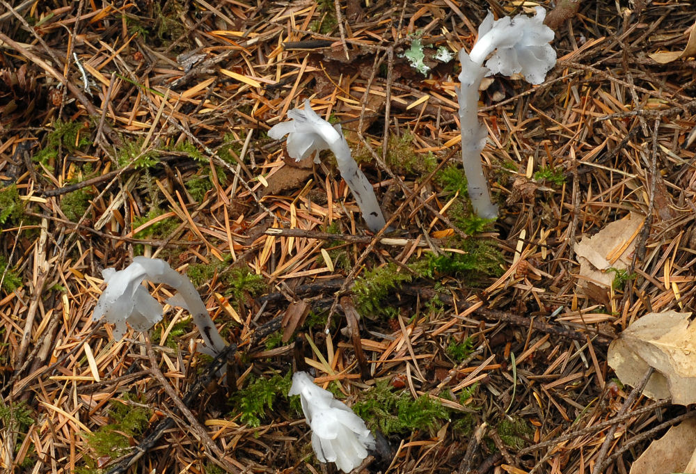 Indian Pipe - Wildflowers Found in Oregon