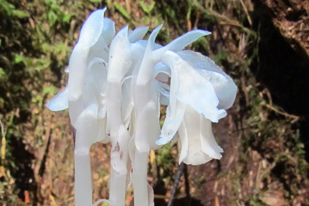 Indian Pipe - Wildflowers Found in Oregon