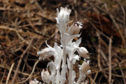 Indian Pipe