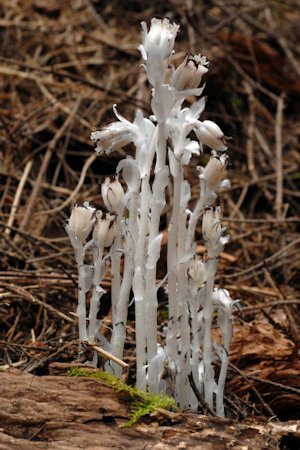 Indian Pipe