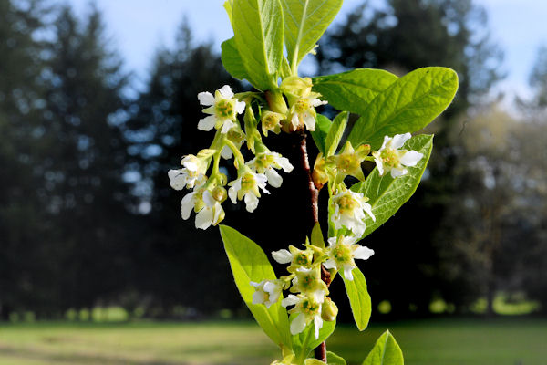 Indian Plum