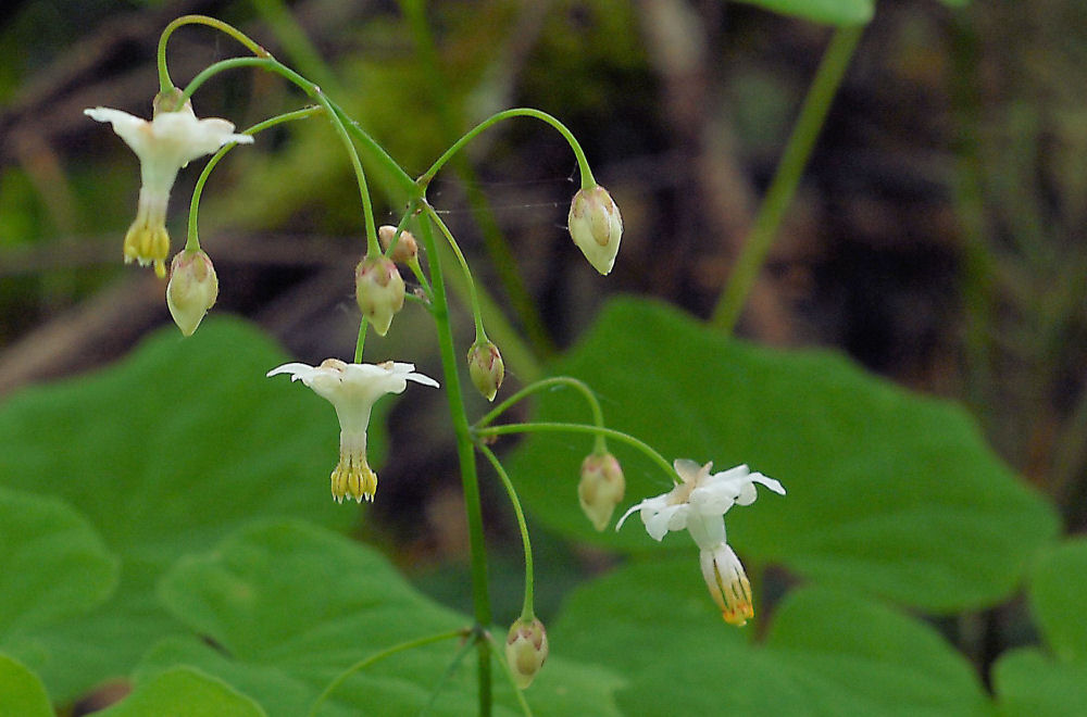 Northern Inside Out  Flower