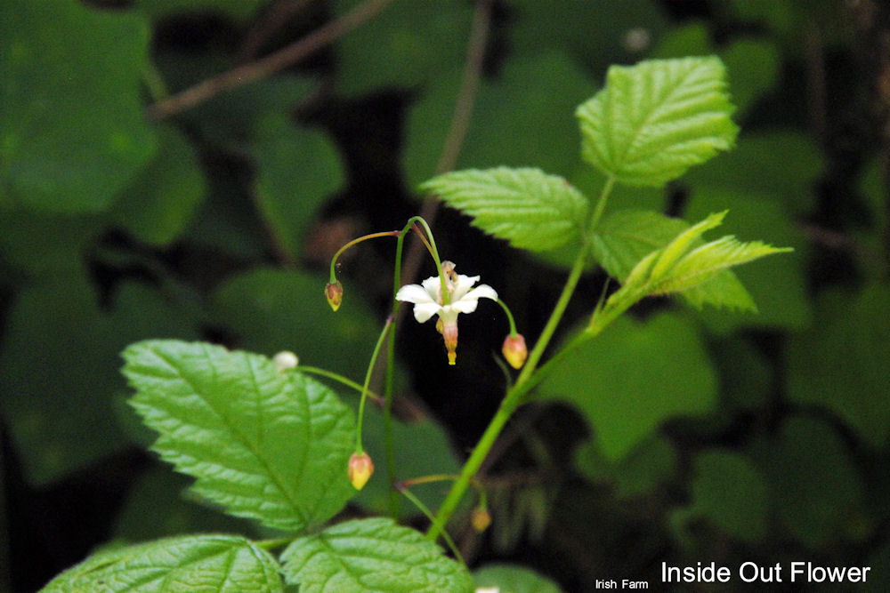 Northern Inside Out  Flower