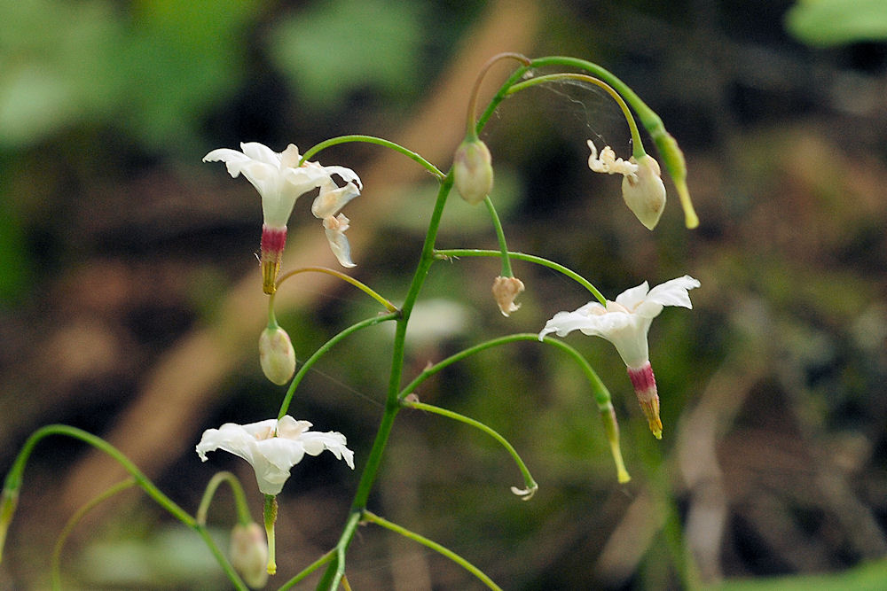 Northern Inside Out  Flower