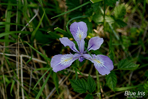 Blue Oregon Iris