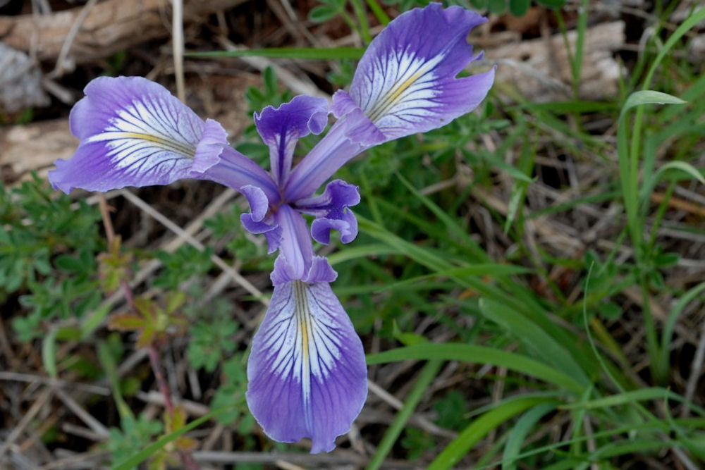 Versicolor Iris