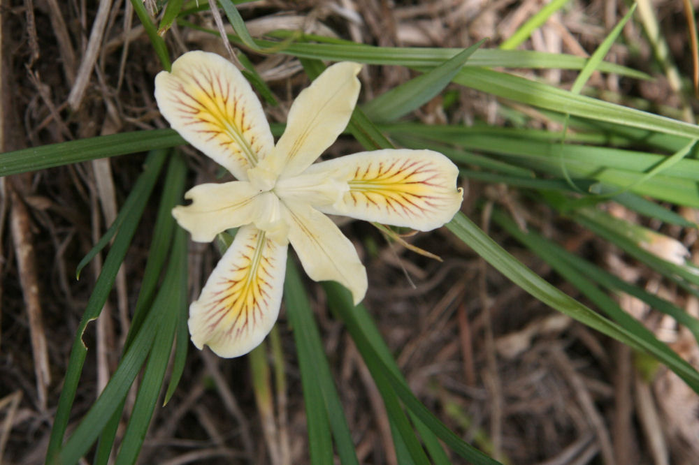 Yellowleaf Iris