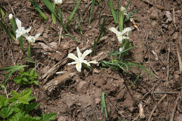 Yellowleaf Iris