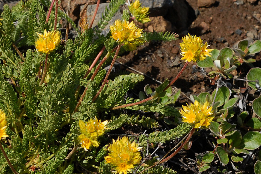 Gordon's Ivesia