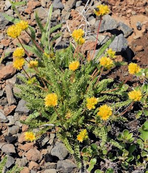 Gordon's Ivesia